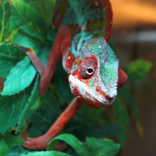 Panther chameleon, Furcifer pardalis