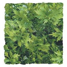 Zoo Med Australian Maple