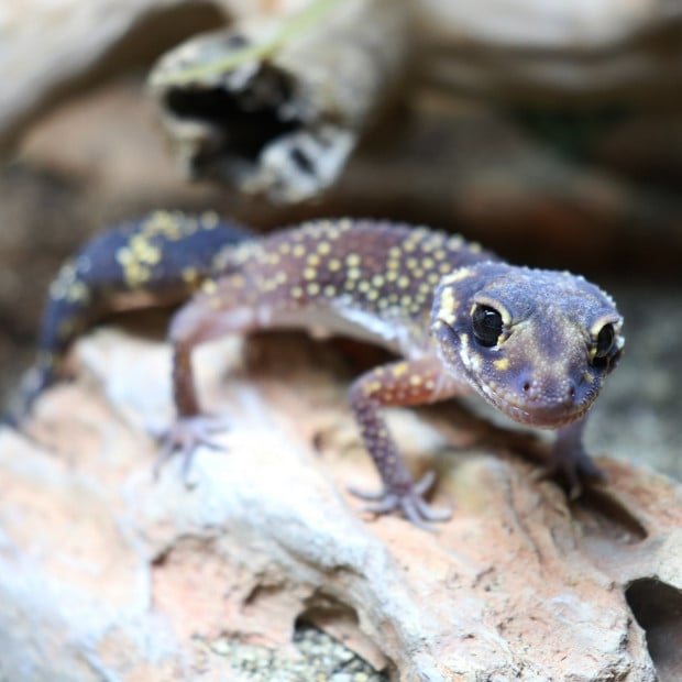 Barking gecko, Underwoodisaurus milii