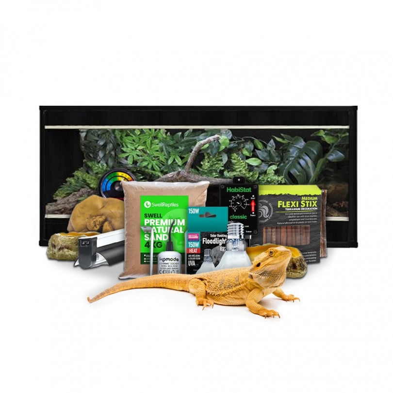 Bearded Dragon Juvenile Bronze Starter Kit