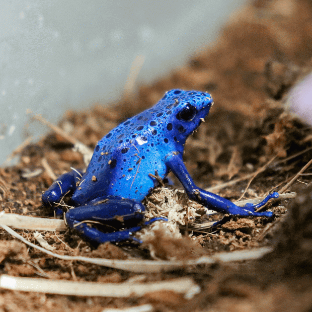Blue azureus dart frogs, Dendrobates tinctorius azureus