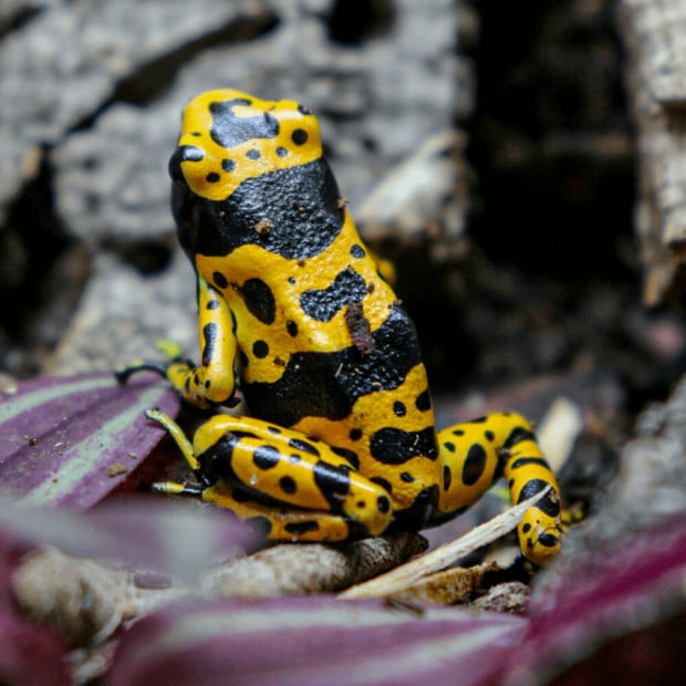 Bumblebee dart frogs, Dendrobates leucomelas