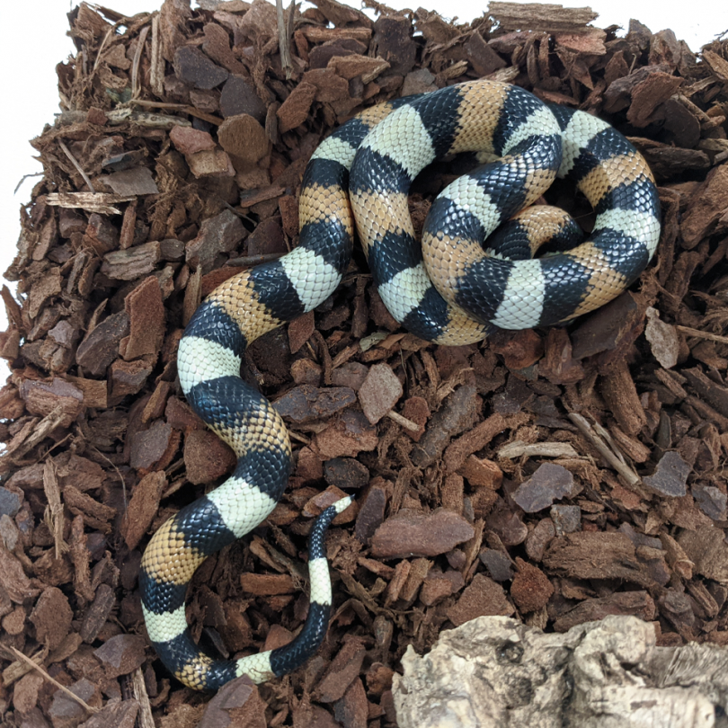 Corn x Pueblan milk snake Pantherophis guttatus x Lampropeltis triangulum campbelli