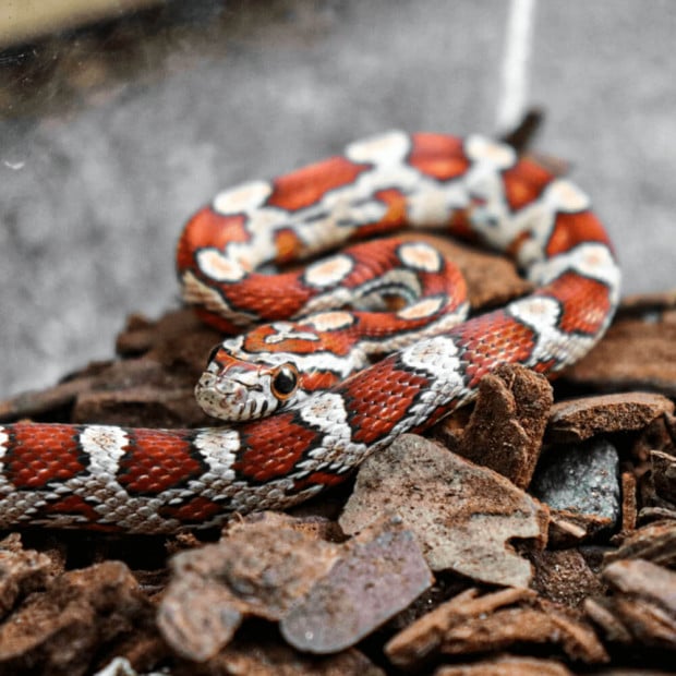 Carolina corn snake, Pantherophis guttatus