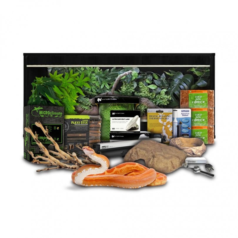 Swell Corn Snake Starter Kit Gold