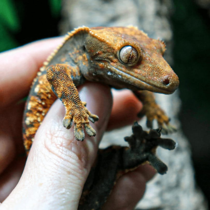 Crested gecko, Correlophus ciliatus - Main Image