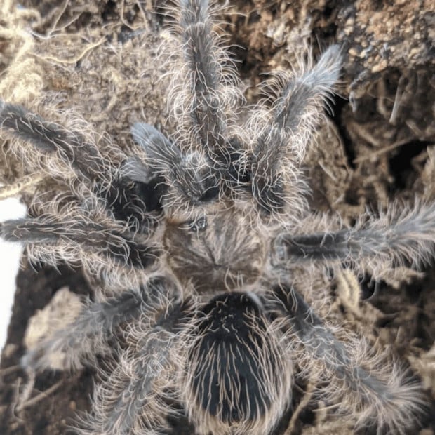 Curly hair tarantula, Tliltocatl albopilosus