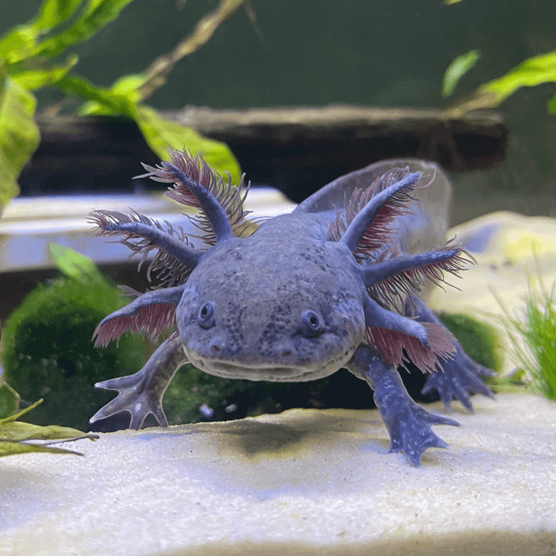 Wild Coloured Axolotl