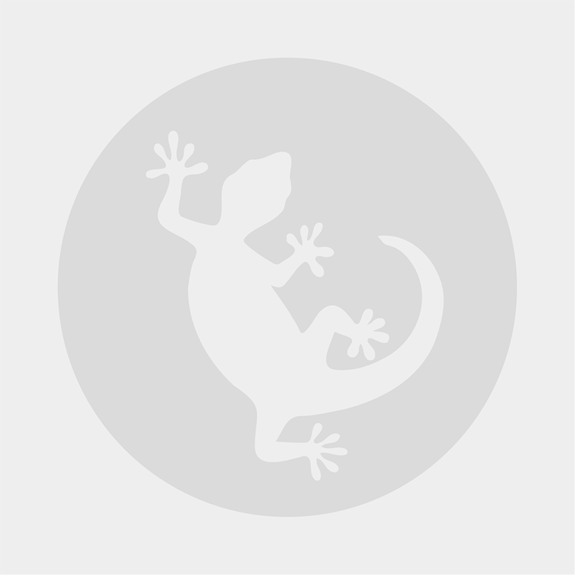 Swell Crested Gecko Starter Kit - Platinum