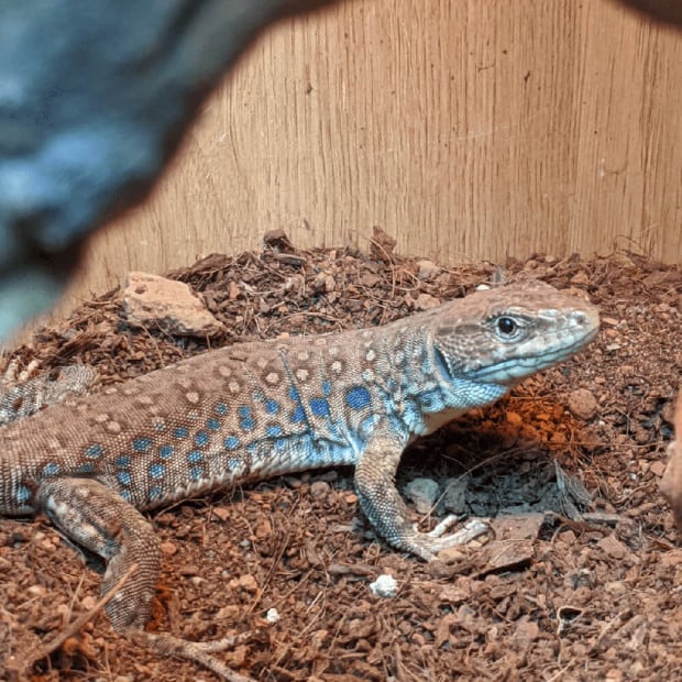 European eyed lizard, Timon lepidus