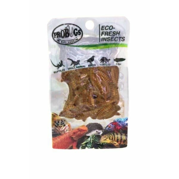 ProBugs Eco Fresh Mealworms