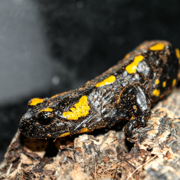 Fire salamander, Salamandra salamandra