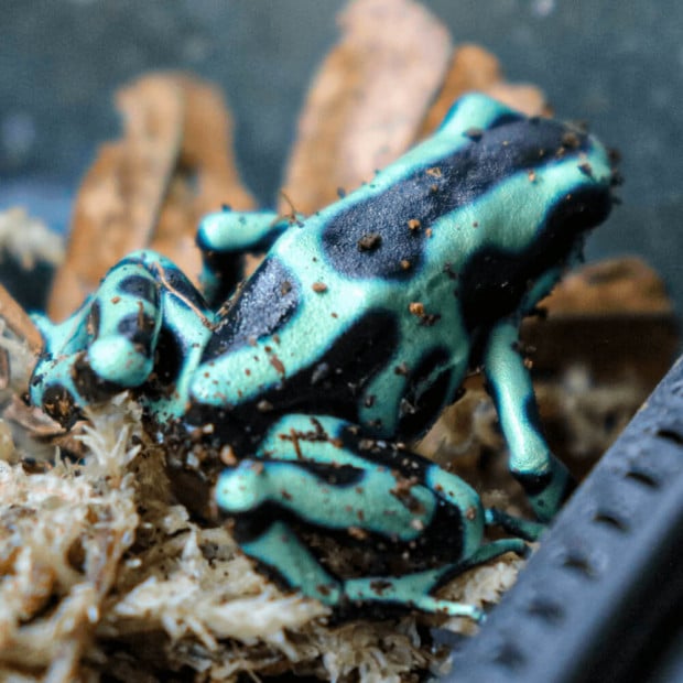 Green auratus dart frogs, Dendrobates auratus