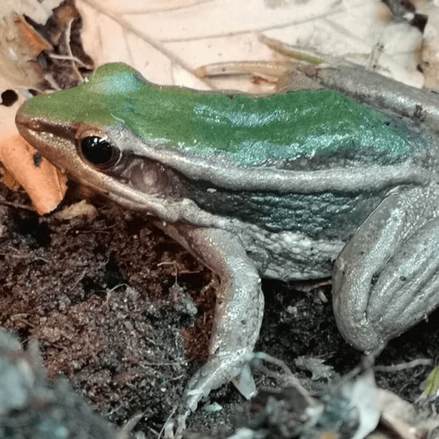 Green paddy frog, Hylarana erythraea