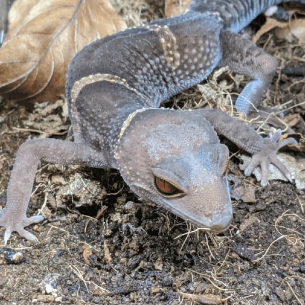 Hainan cave gecko, Goniurosaurus hainanensis