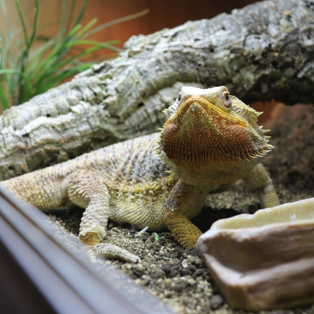 Bearded dragon, Pogona vitticeps