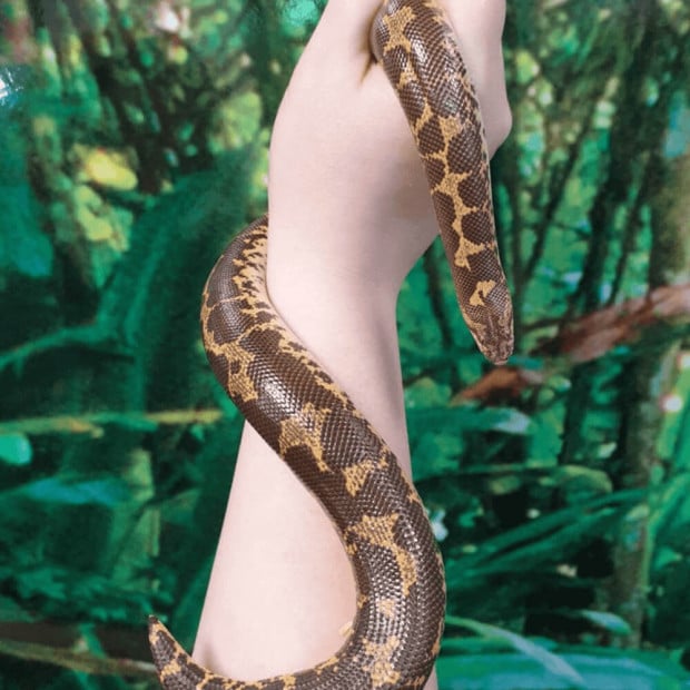 Kenyan sand boa, Gongylophis colubrinus