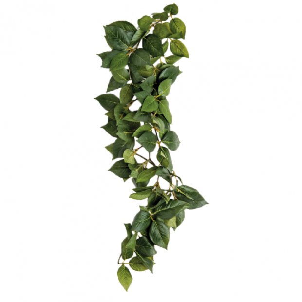 Komodo Sumatra Silk Vine