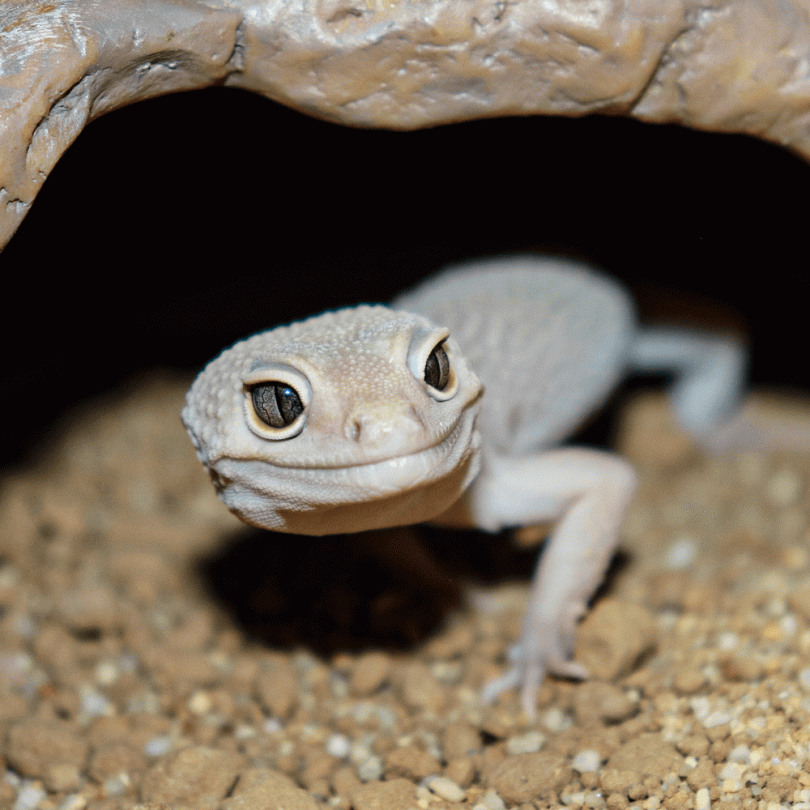 Desert reptiles for deals sale