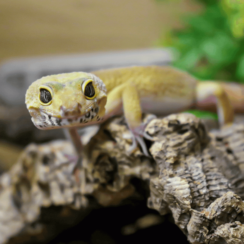 Pet only leopard 2024 geckos for sale