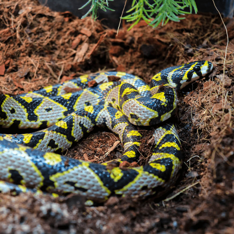 Mandarin rat snake, Euprepiophis mandarinus for sale