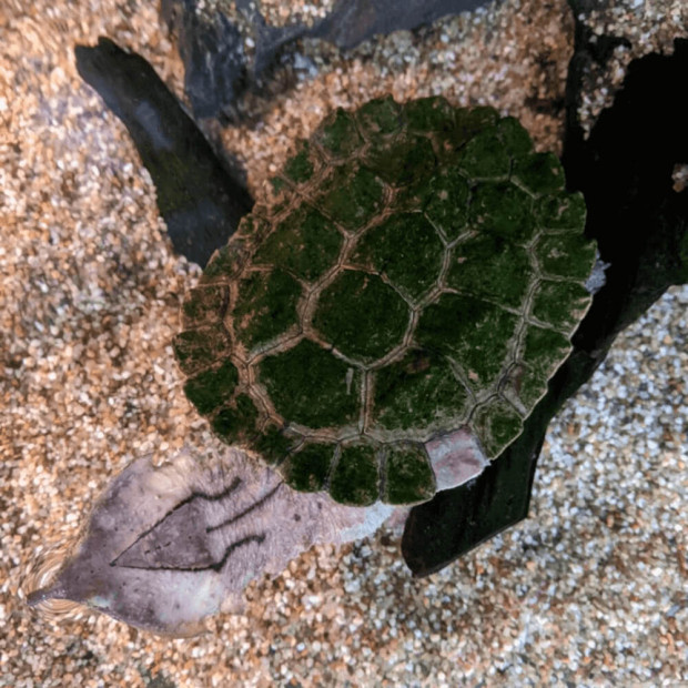 Mata mata turtle, Chelus fimbriata