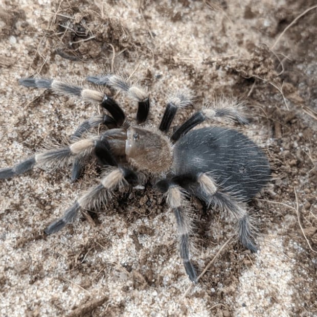 Mexican red knee tarantula, Brachypelma hamorii
