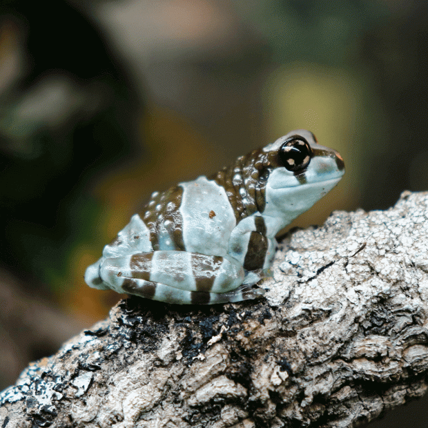 Amazon milk frog, Trachycephalus resinifictrix