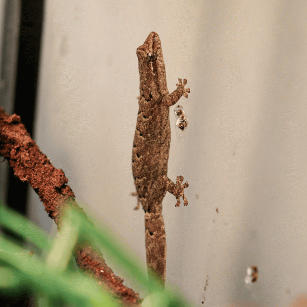 Mourning gecko, Lepidodactylus lugubris