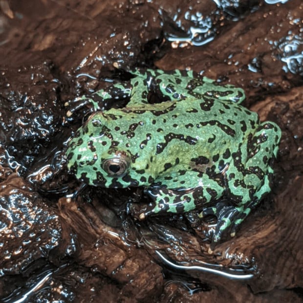 Oriental fire-bellied toad, Bombina orientalis
