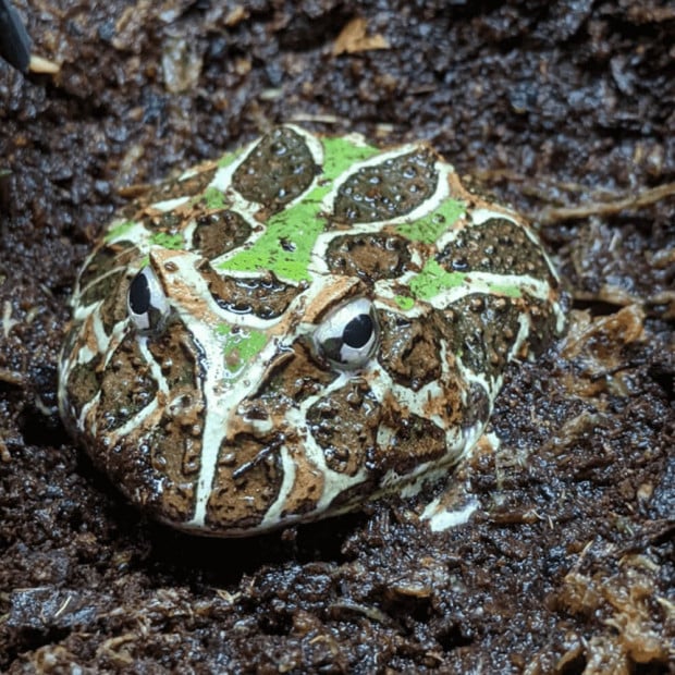 Ornate pacman frog, Ceratophrys ornata