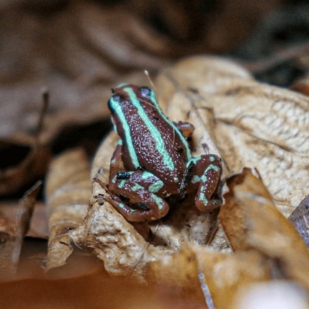 Phantasmal dart frogs, Epipedobates tricolor
