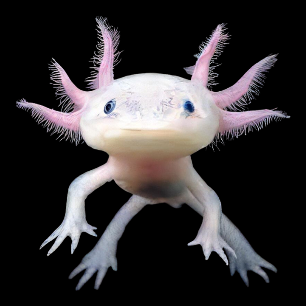 Pink Axolotl Ambystoma Mexicanum