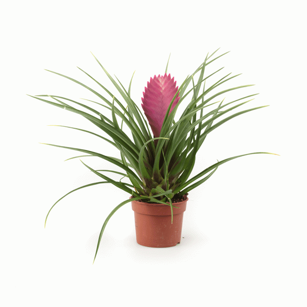 Pink quill bromeliad, Wallisia cyanea