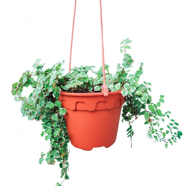 Creeping Fig, Ficus pumila variegata