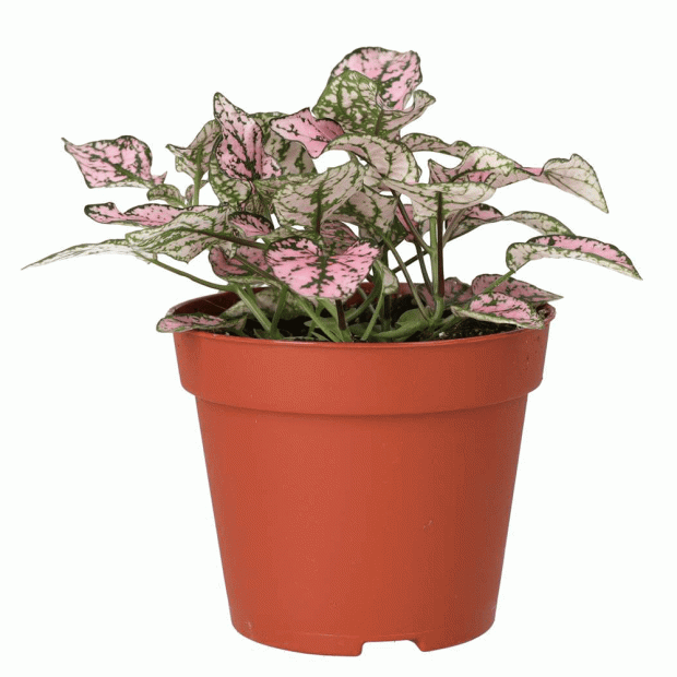 Polka Dot Plant, Hypoestes phyllostachya