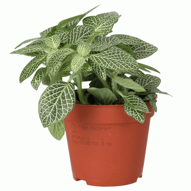 Nerve Plant, Fittonia albivenis