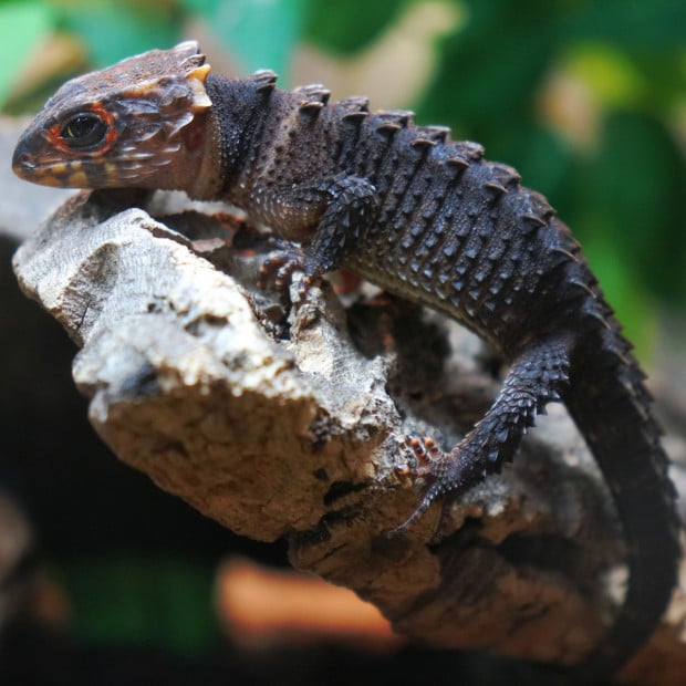 Red eye crocodile skink, Tribolonotus gracilis