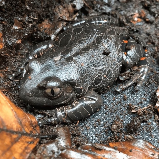 Red leg running frogs, Phlyctimantis maculatus