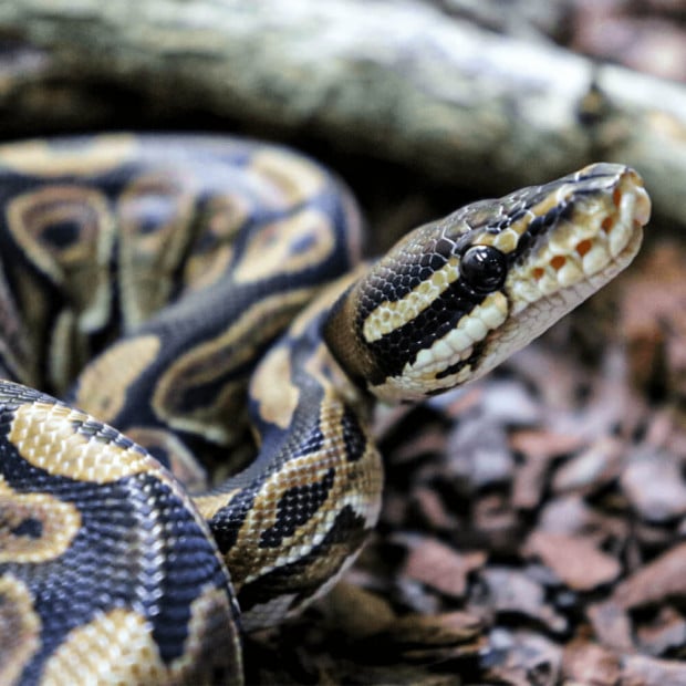 Royal python, Python regius