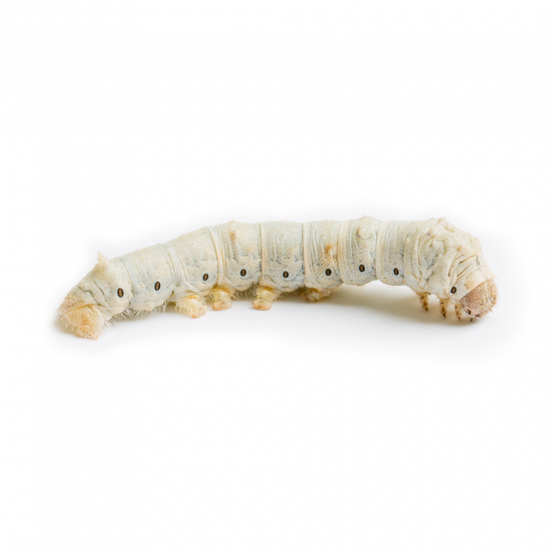 Swell Reptiles Silkworms
