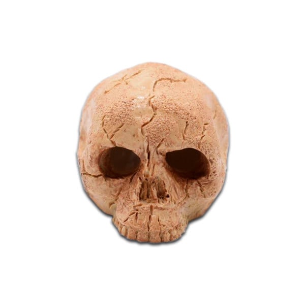 The Spider Shop Skulls