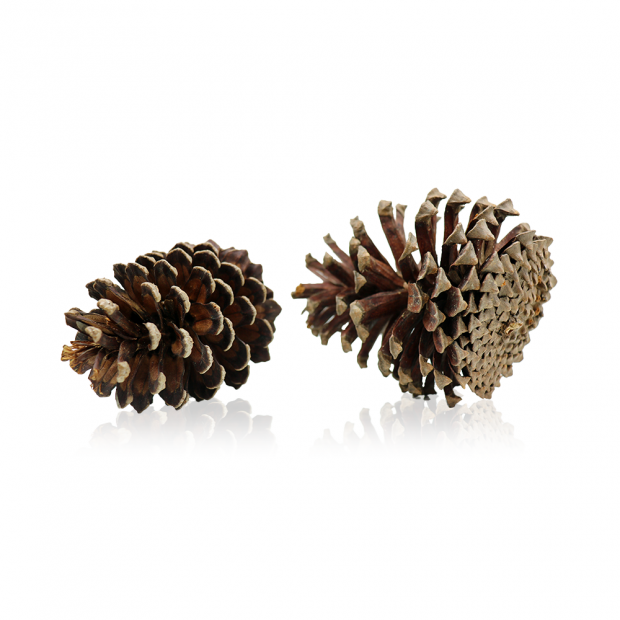 Swell Pine Tree Cones