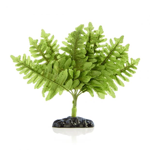 Swell Boston Fern Plant