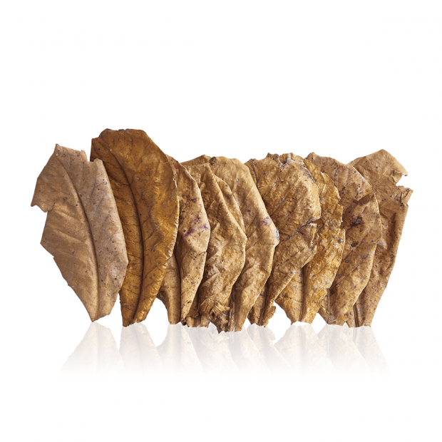 Swell Catappa Indian Almond Leaves