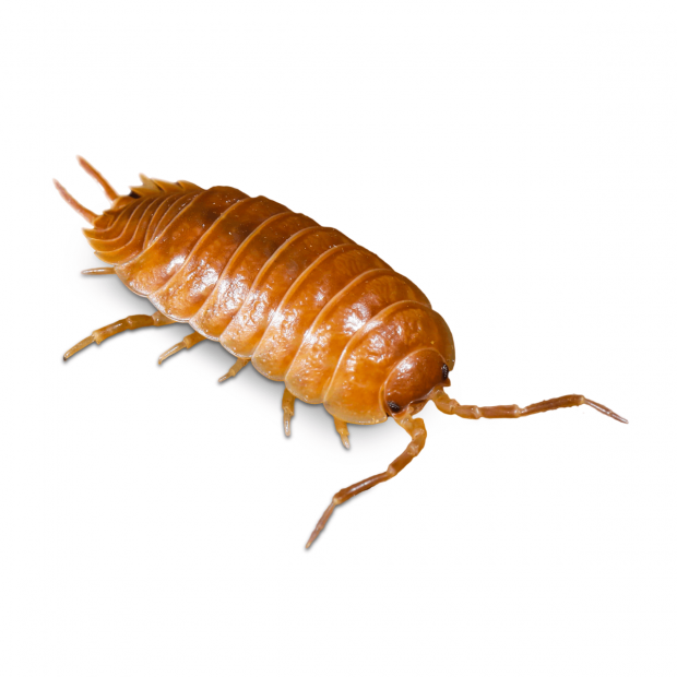 Swell Live Giant Orange Woodlice Pre-Pack