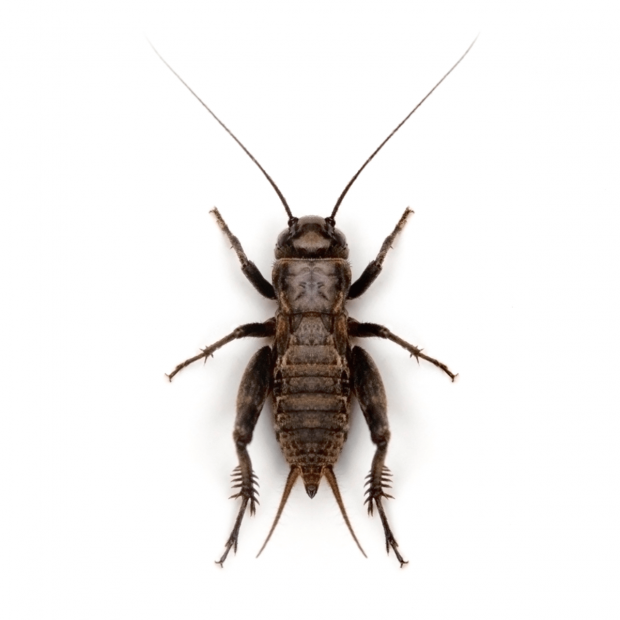 Swell Live Black Field Crickets Bulk-Bags