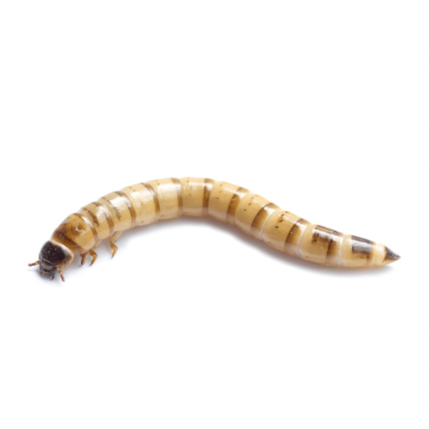 Swell Live Giant Mealworms Pre-Pack