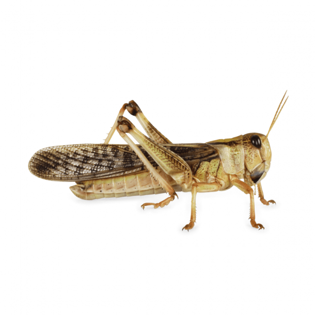Swell Live Locusts Super-Pack