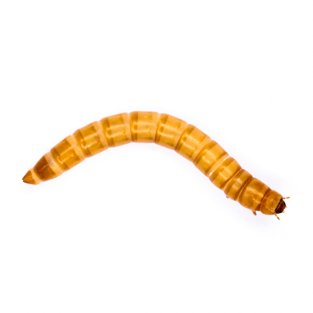 Swell Live Mini Mealworm